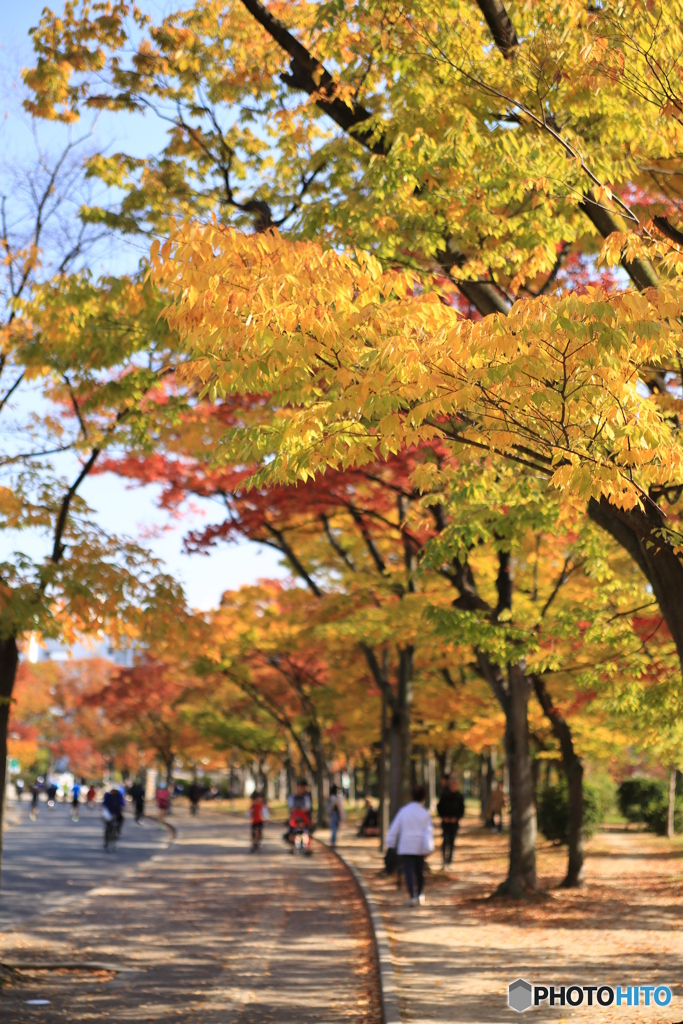 都会の公園の秋