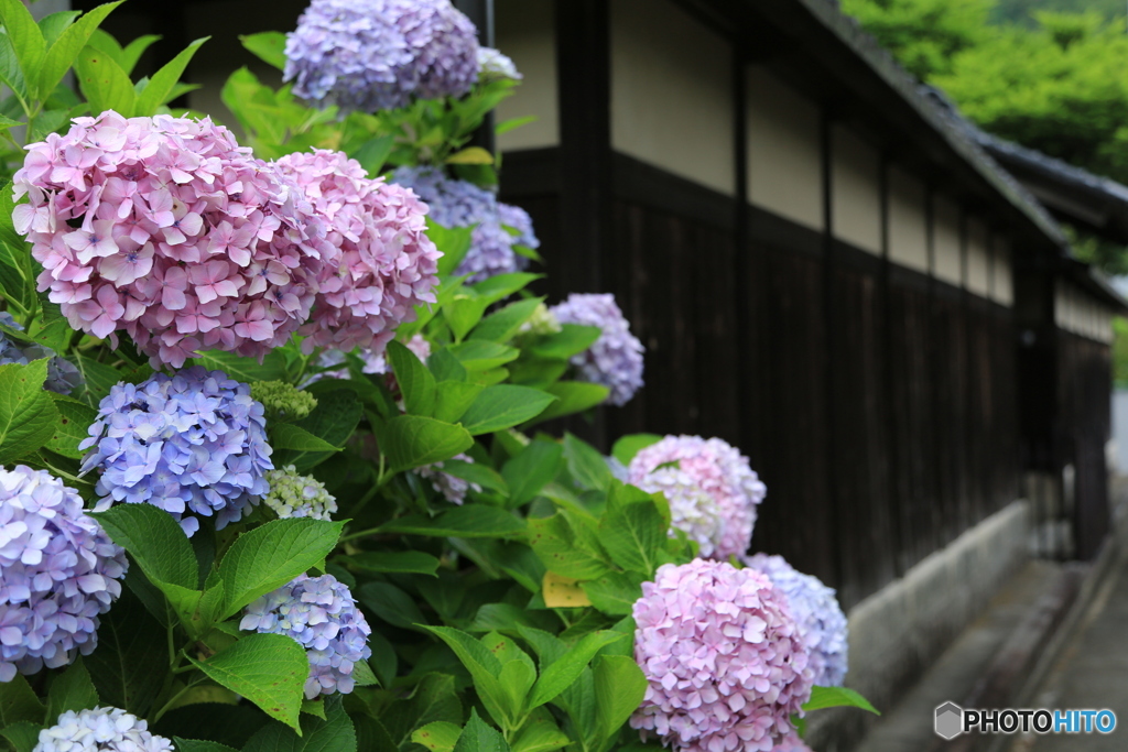 板塀と紫陽花No1