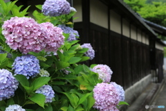 板塀と紫陽花No1