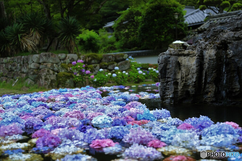 池にぷかぷかあじさい