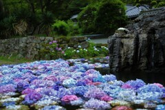 池にぷかぷかあじさい