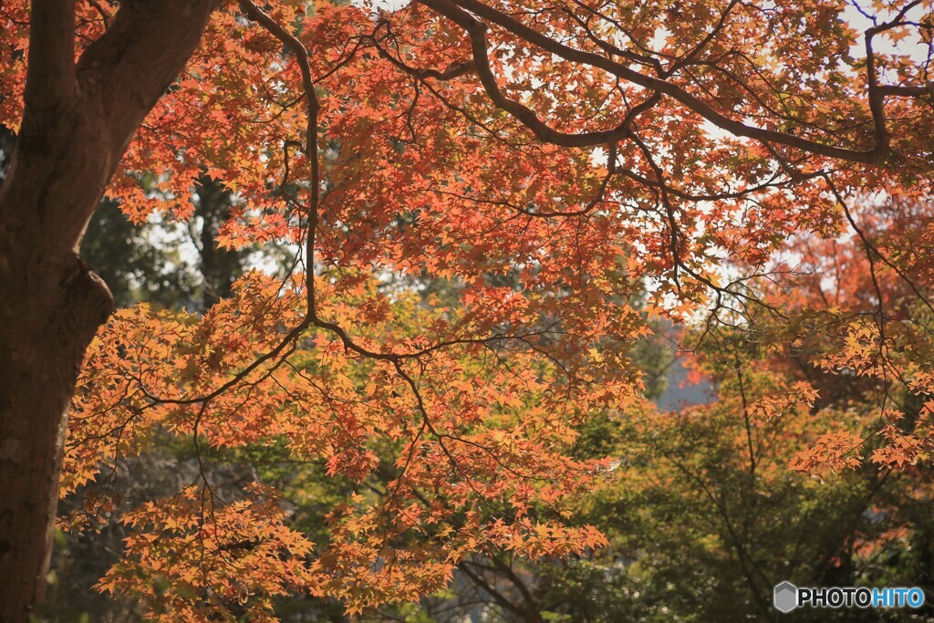 紅葉