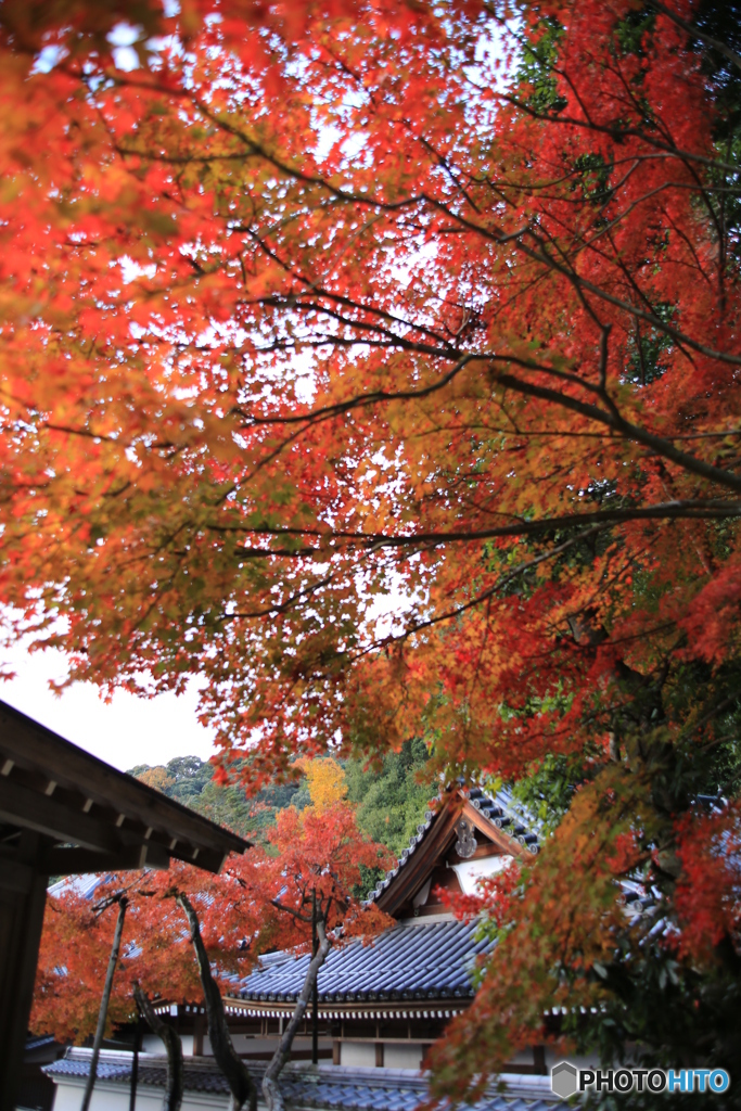 紅葉