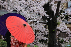 京都のさくら・仲良く