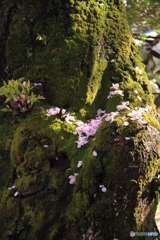 花びら