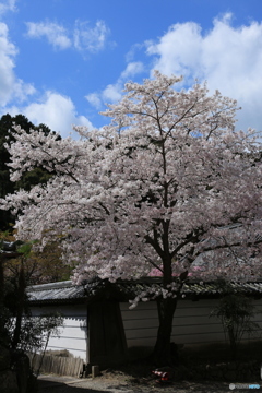 寺の角の桜