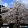 寺の角の桜