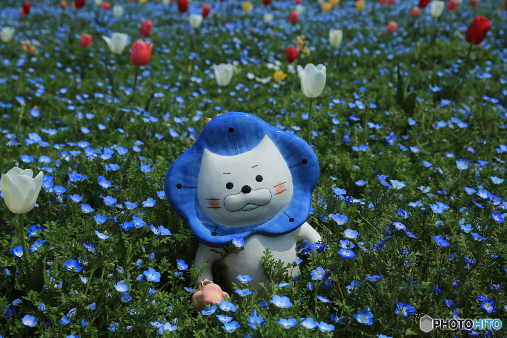 花の妖精ネモフィラ