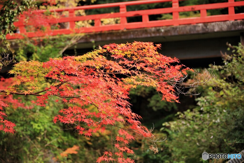 紅葉１