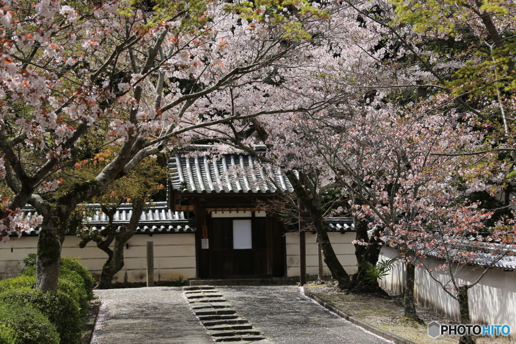 門前の桜