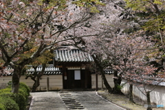 門前の桜