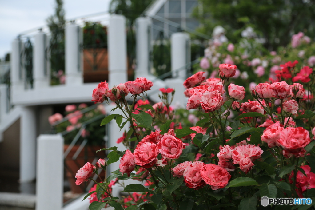 ベランダの薔薇