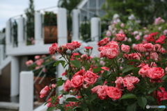 ベランダの薔薇