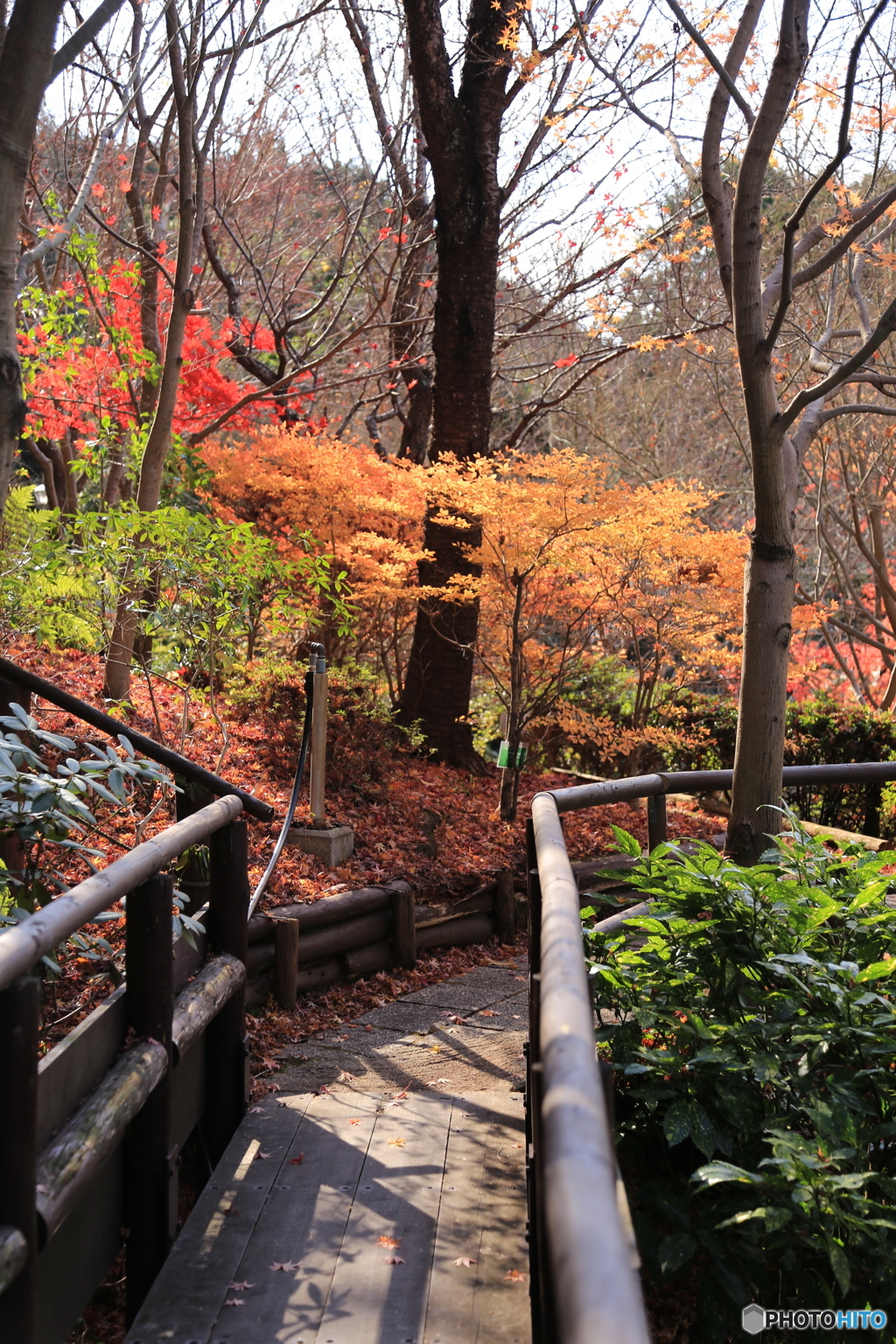 最後の紅葉