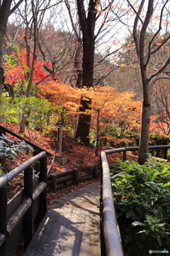 最後の紅葉