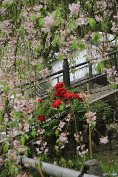 葉桜と牡丹