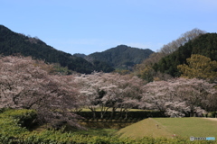 明日香村　桜