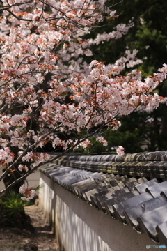 光と壁の桜