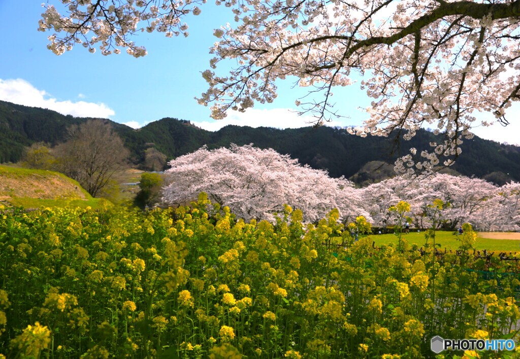 菜の花と桜