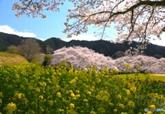 菜の花と桜