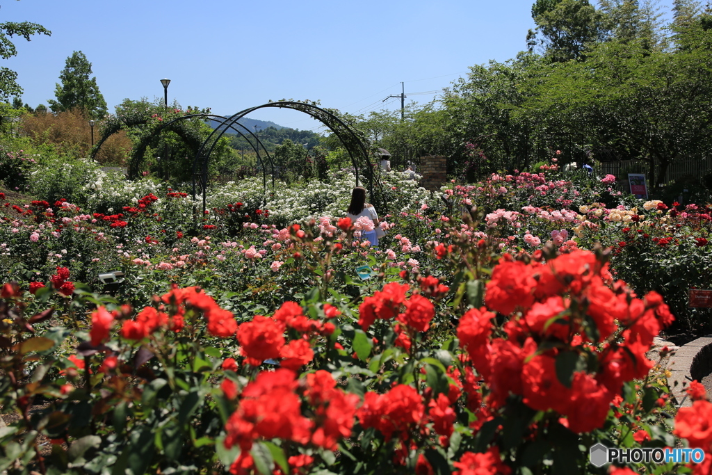 薔薇の花園