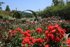 薔薇の花園