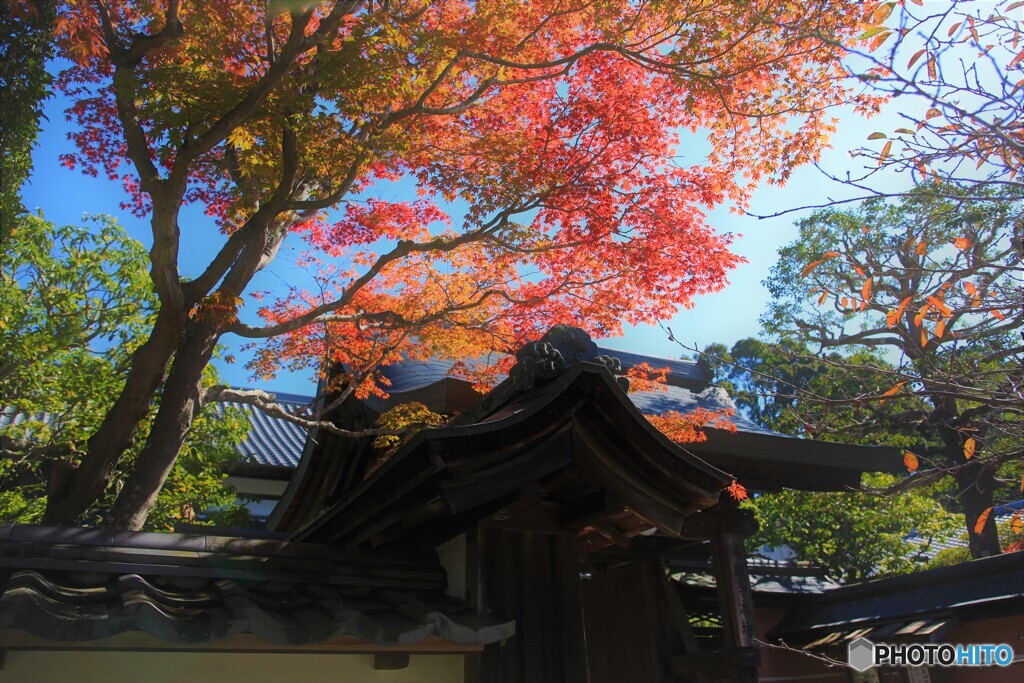 満願寺の秋の始まり2