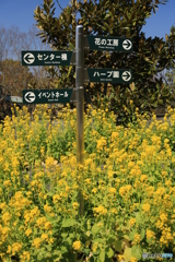 菜の花の表示板