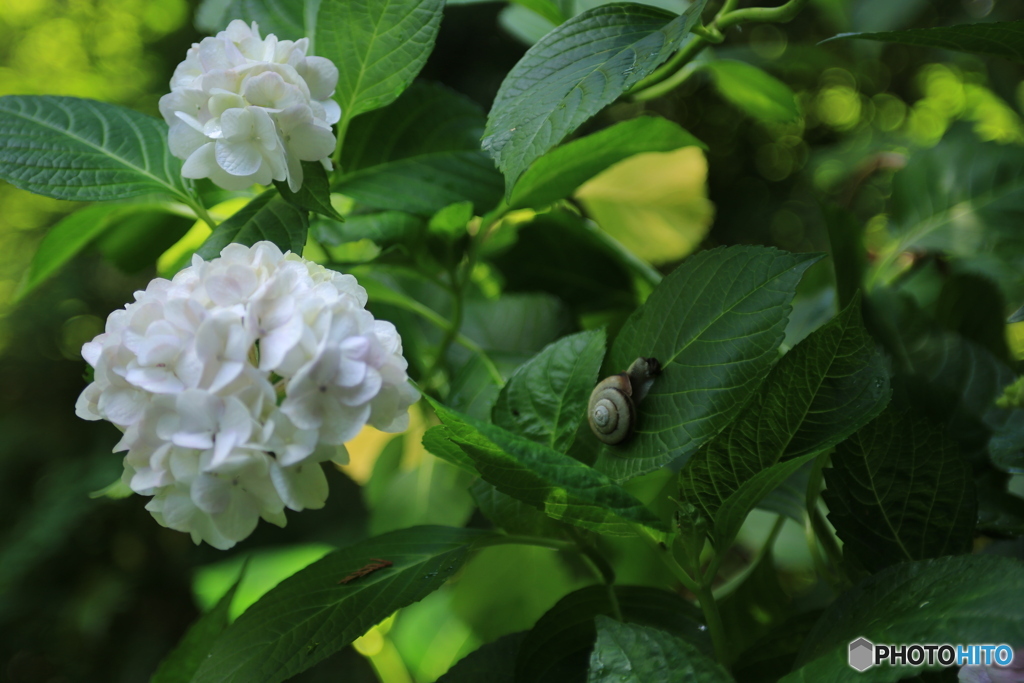 紫陽花とカタツムリ