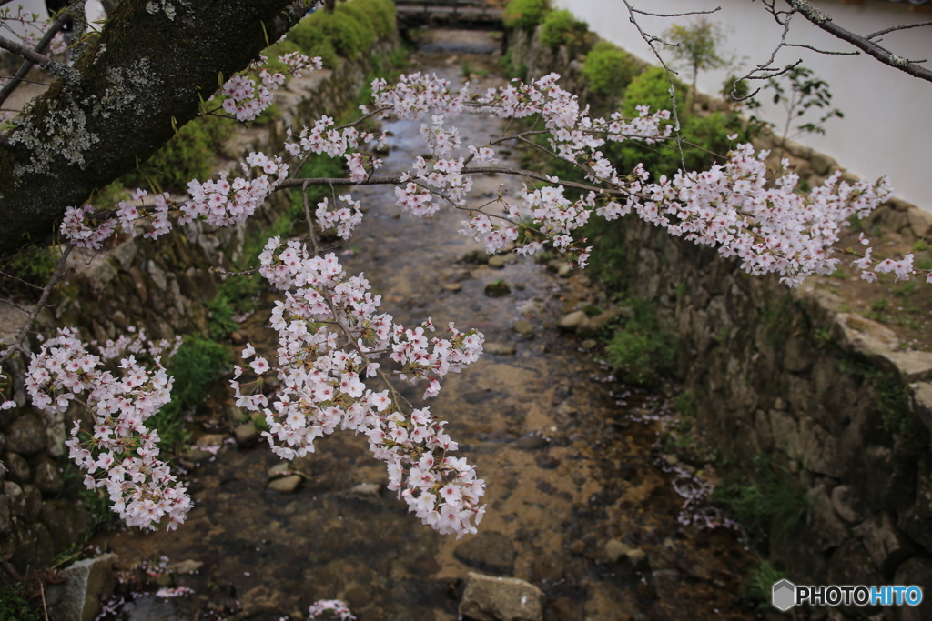 川の上の桜