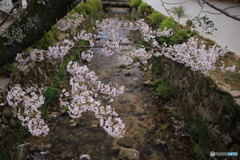 川の上の桜