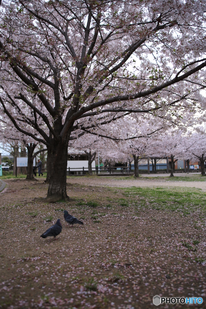 公園　桜