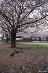 公園　桜