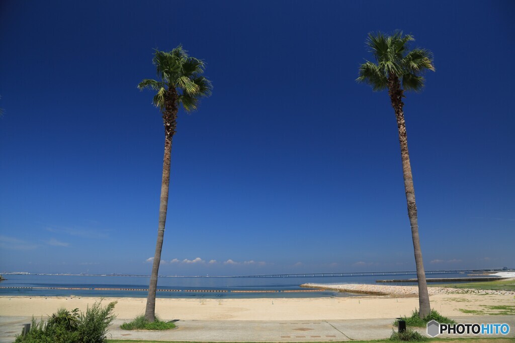 ヤシの木の奥は❔