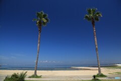 ヤシの木の奥は❔