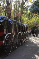 嵐山　名物人力車