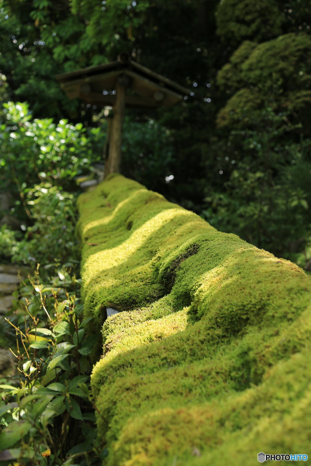 苔と光