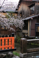 有名な場所のさくら・・・わかりますか