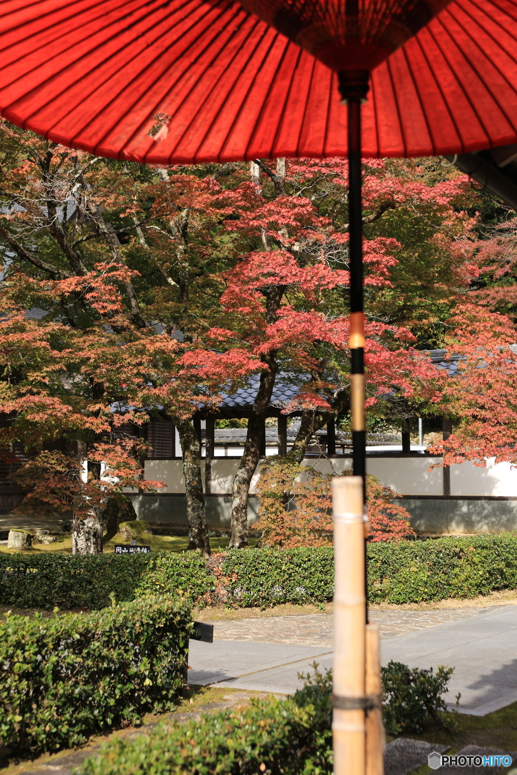 和傘と紅葉