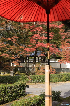 和傘と紅葉