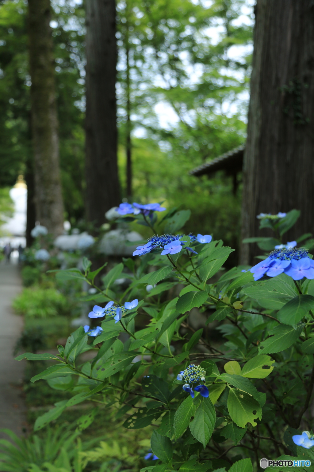 参道の紫陽花