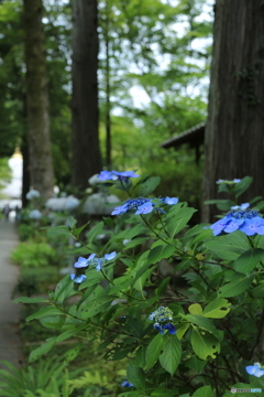 参道の紫陽花
