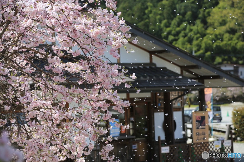 花吹雪さくら
