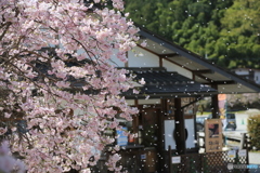 花吹雪さくら