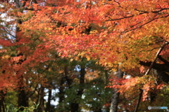和歌山の紅葉1
