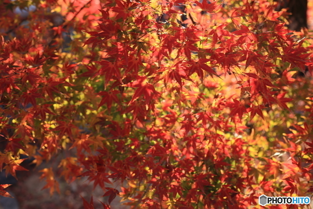 紅葉の光