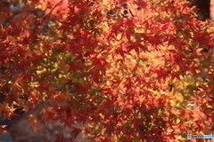 紅葉の光