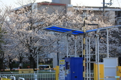 公園駐車場の桜