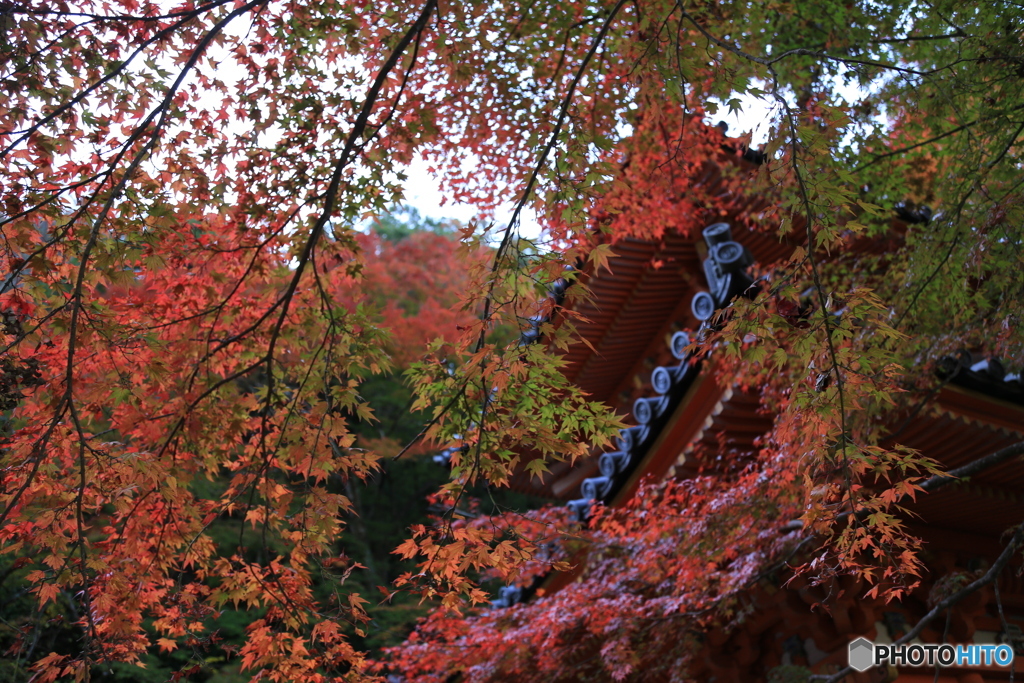 牛滝山　紅葉3