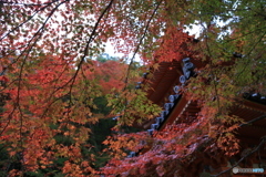 牛滝山　紅葉3
